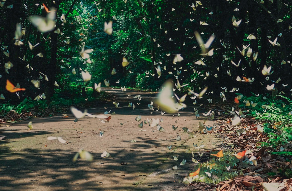 Cuc Phuong national park in butterfly season